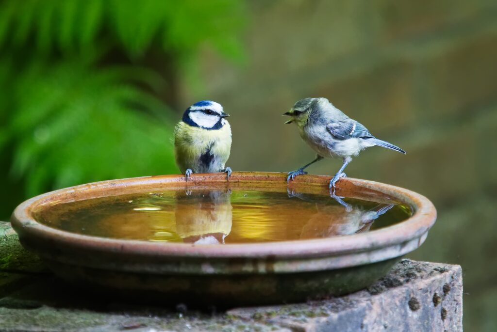 水が溜まった植木鉢の縁に止まって会話をしている２羽の小鳥