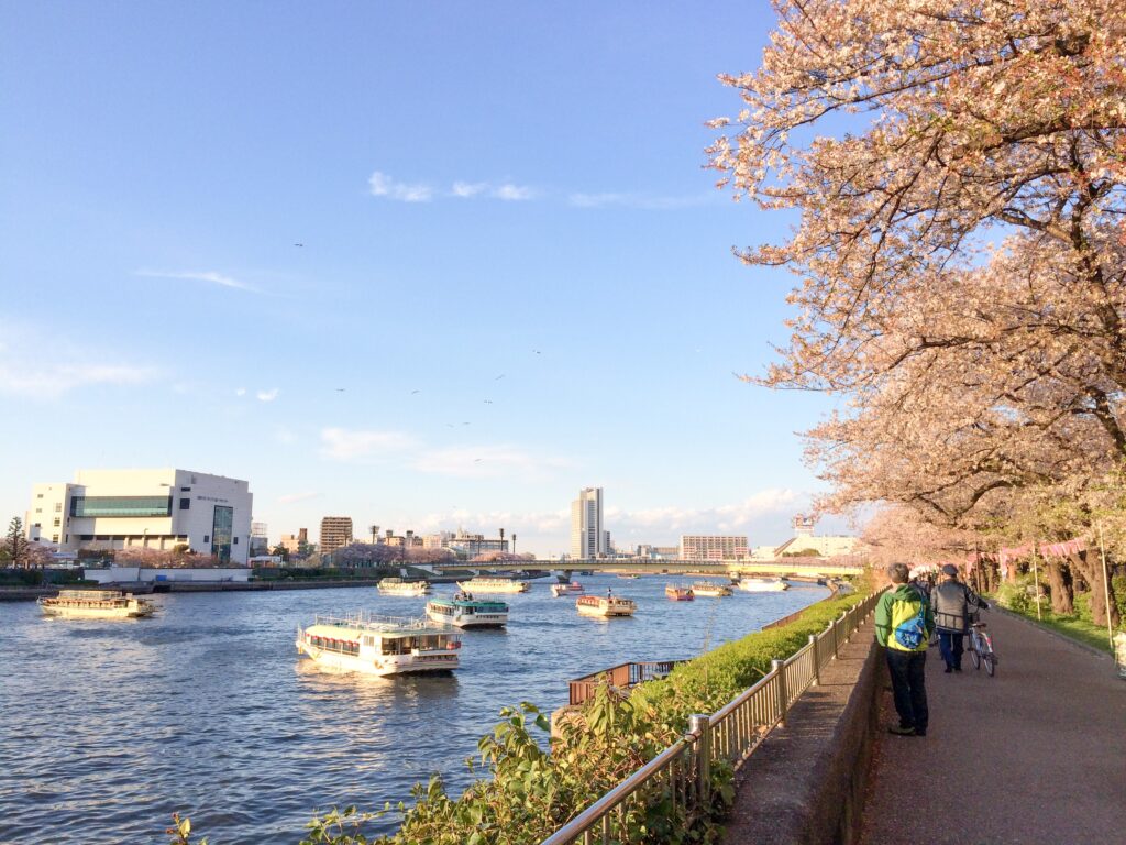 たくさんの観光船が行き交う桜並木沿いの川