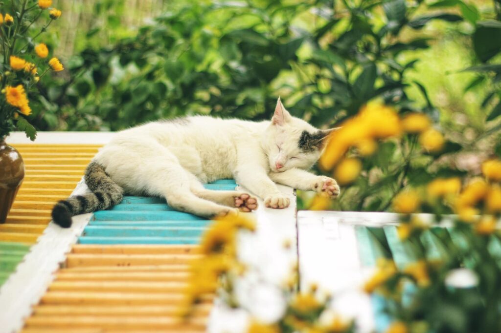 黄色い花が咲く庭の中、青と黄色の屋根の上で気持ちよさそうに寝ている白い猫