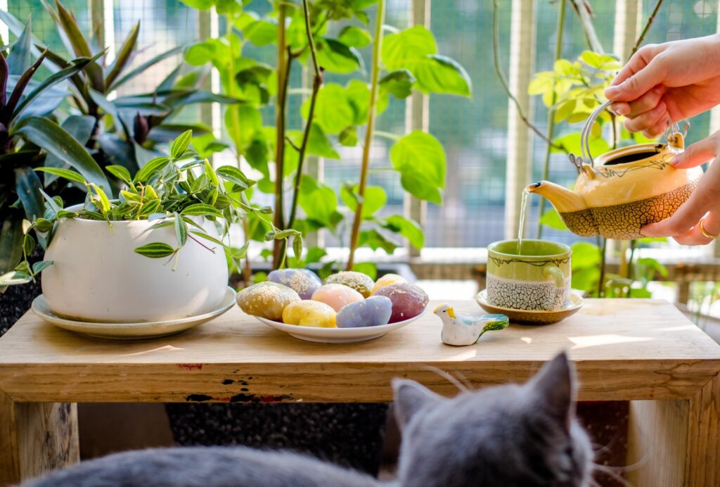 植物が置かれたベランダの中でカラフルなおまんじゅうを食べるために緑茶を注いでいる人とそれを見つめているグレーの猫