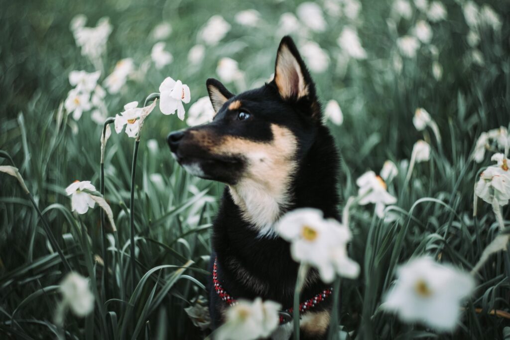 水仙の花畑の真ん中で空を見る黒い柴犬