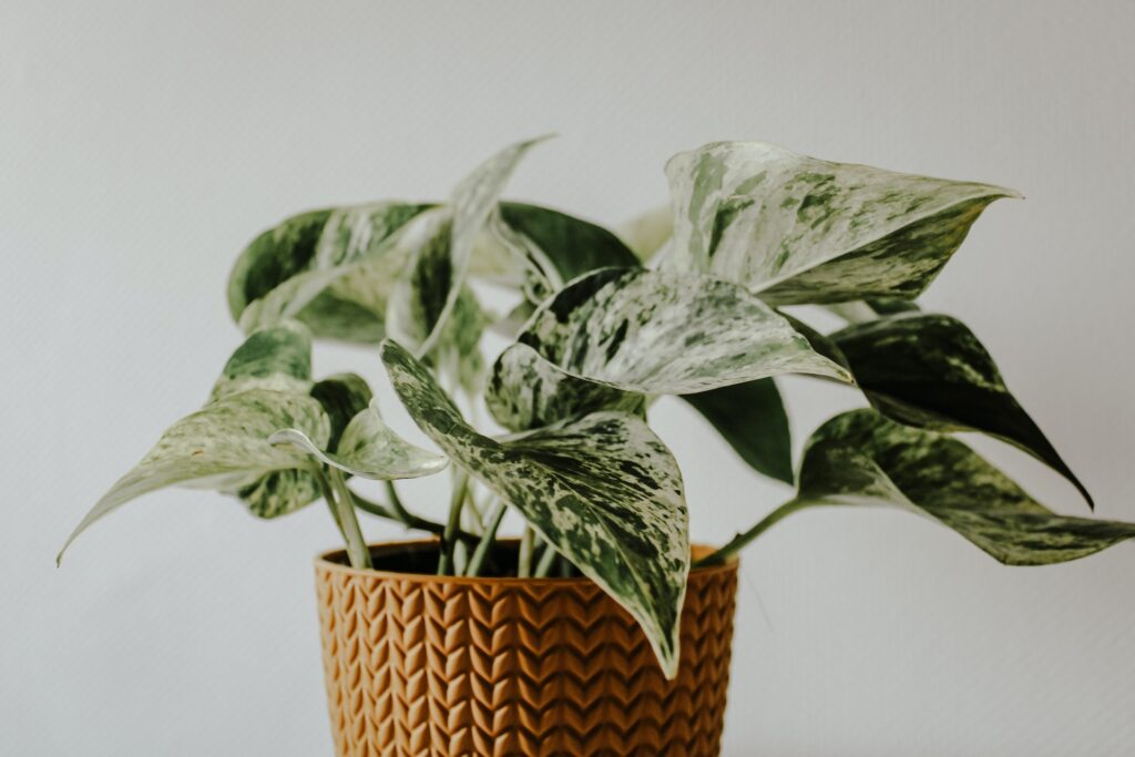 茶色の植木鉢に植えられているポトス