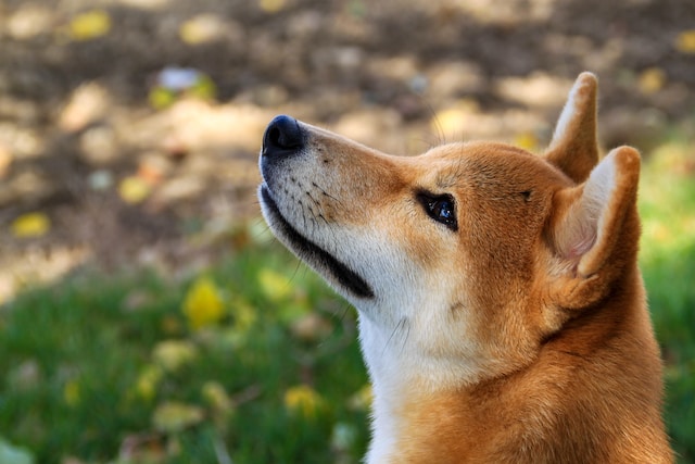 空を見上げている茶色い柴犬