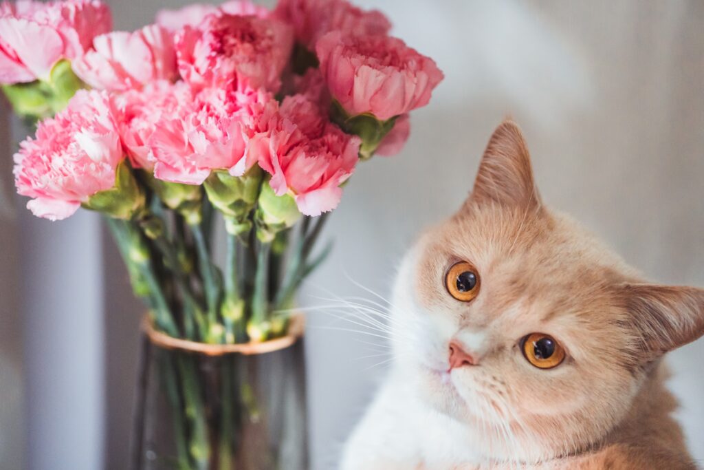 ピンクのカーネーションが飾られた花瓶と横に座ってこちらを見ているオレンジ色の猫