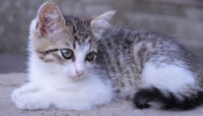 丸くなった状態で左後ろをじっと見つめるキジ柄の子猫