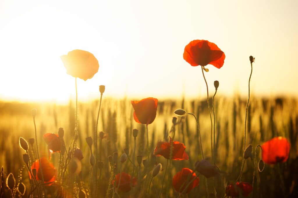 夕日に照らされるポピーの花