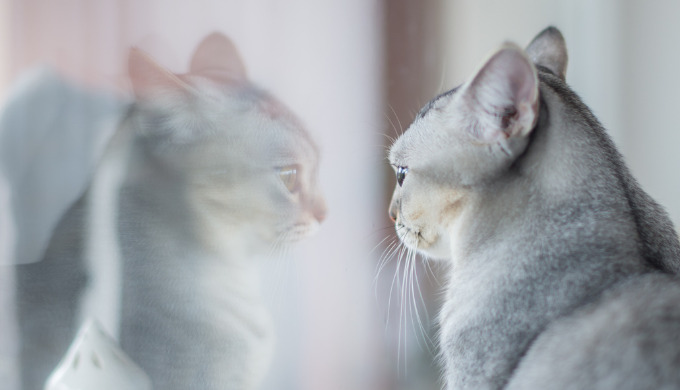 不機嫌そうな顔で窓の外を見るグレーの猫